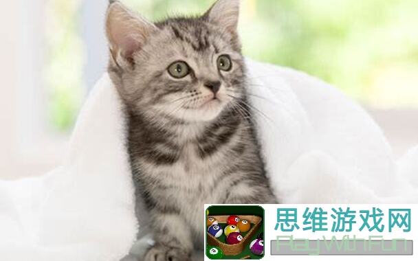 猫之城：论甜食守卫的涂鸦技巧与搭配