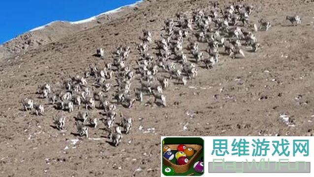 万象石探秘：岩羊门派的独特玩法与秘籍大全！