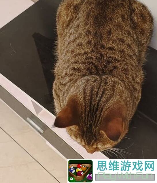 猫猫祟祟隐藏点揭秘！快速找到隐藏彩蛋，轻松提升战力攻略大放送